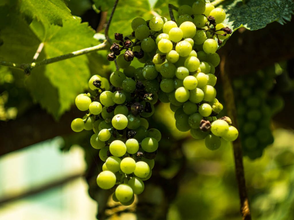 Racza i zagadki gruzińskiego Shire winogrona 