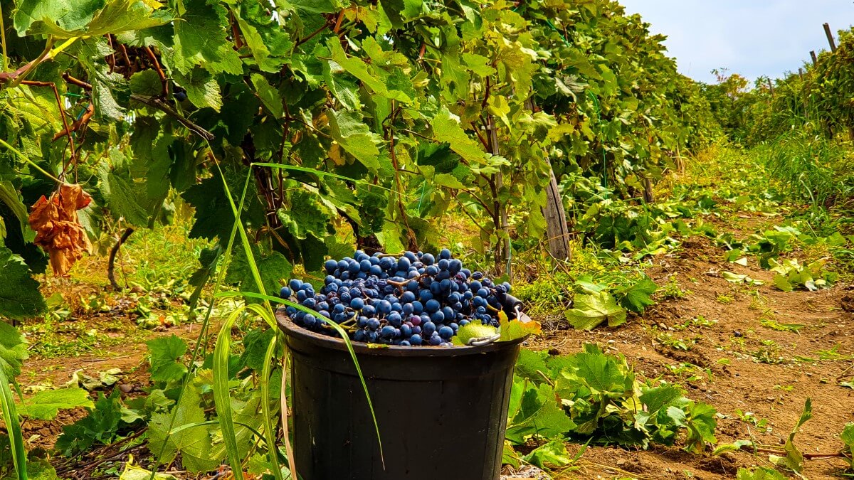 Wino w Gruzji winobranie rtveli